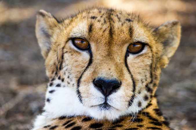nature face close up cheetah